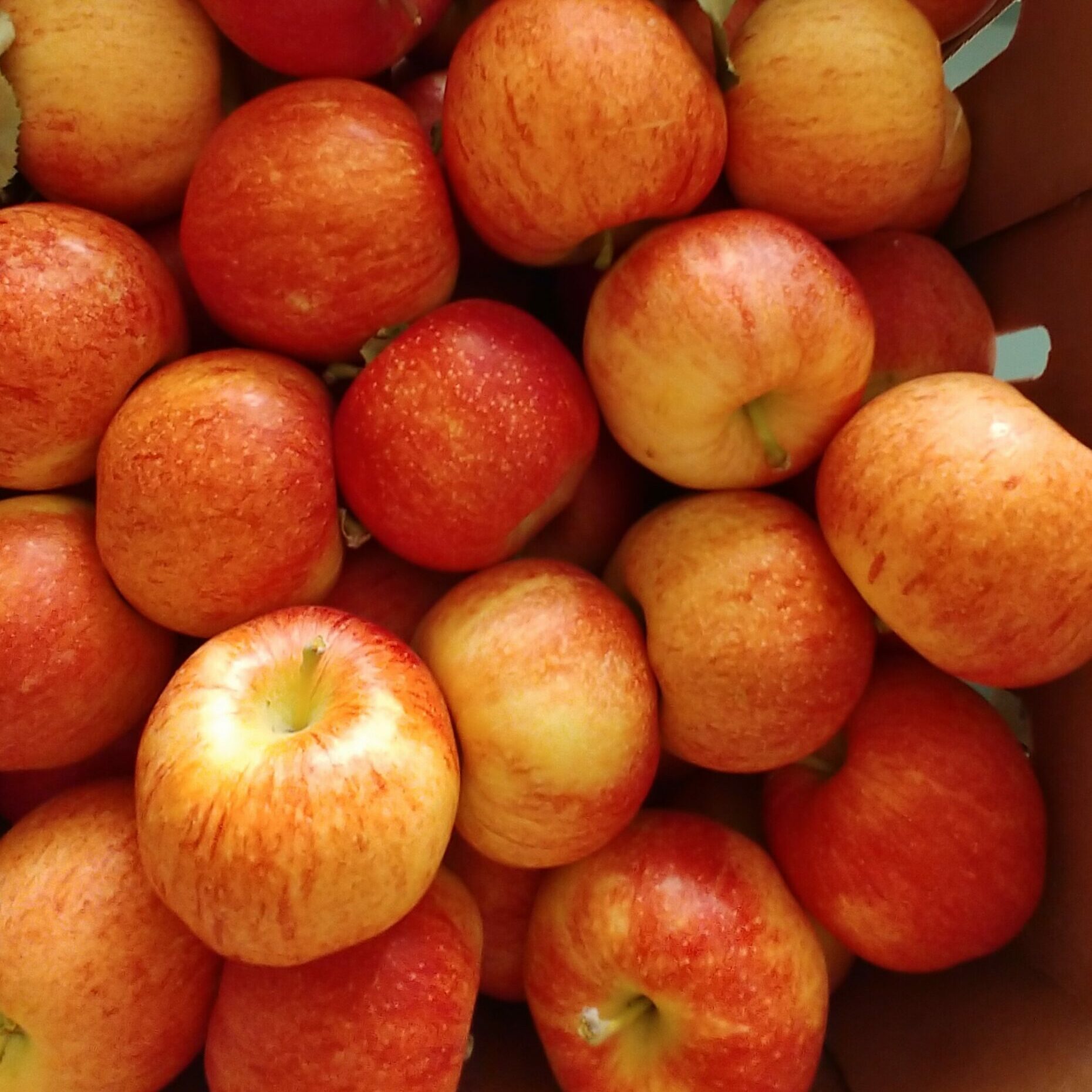 Apples, Gala – 3 lbs – YourFreshestFood