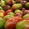 mango, fruit, colorful-1239347.jpg