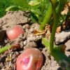 potatoes, cultivation, agriculture-43242.jpg