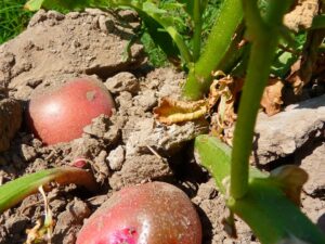potatoes, cultivation, agriculture-43242.jpg