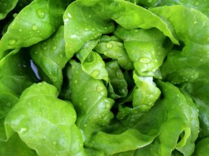 salad, leaf lettuce, lettuce-771056.jpg