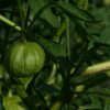 tomatillo, garden, mexican-408704.jpg