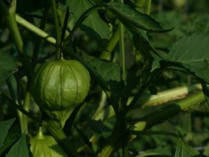 tomatillo, garden, mexican-408704.jpg