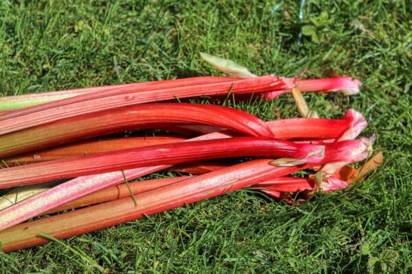 rhubarb, fruit, food-5145911.jpg