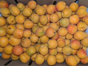 Apricots, case - 24 lbs, (market)