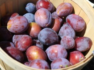 plums, fruit, harvest-933881.jpg